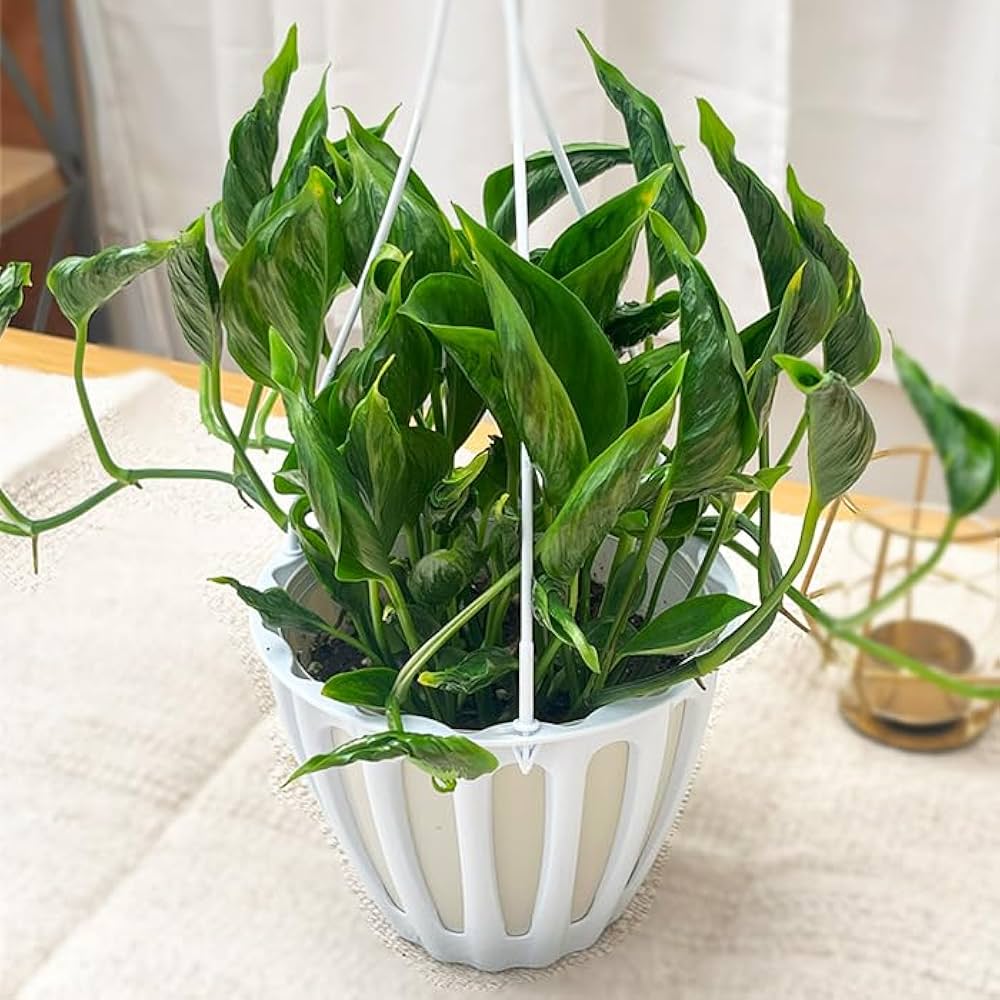 Amazon｜観葉植物 ポトス テルノ No.010 シャングリラ 5号鉢 吊り鉢